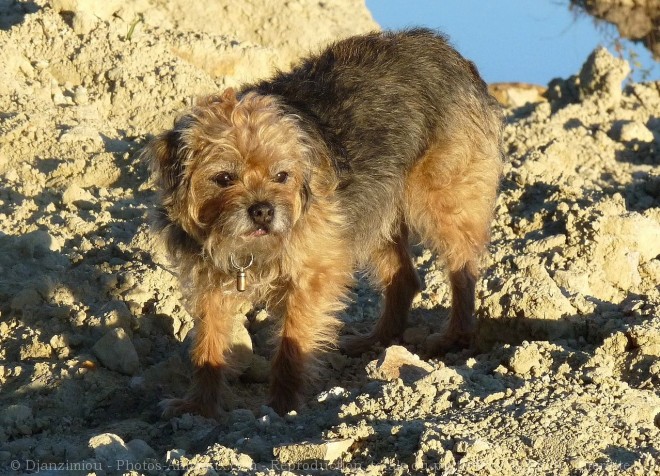 Photo de Border terrier