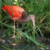 Photo d'Ibis