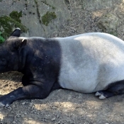 Photo de Tapir