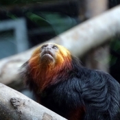 Photo de Singe - tamarin lion  tte dore