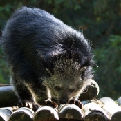 Photo de Binturong