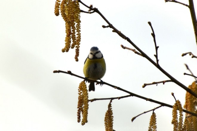 Photo de Msange bleue