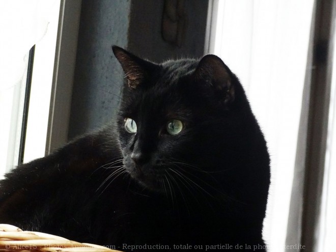 Photo de Chat domestique