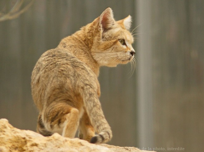 Photo de Chat des sables