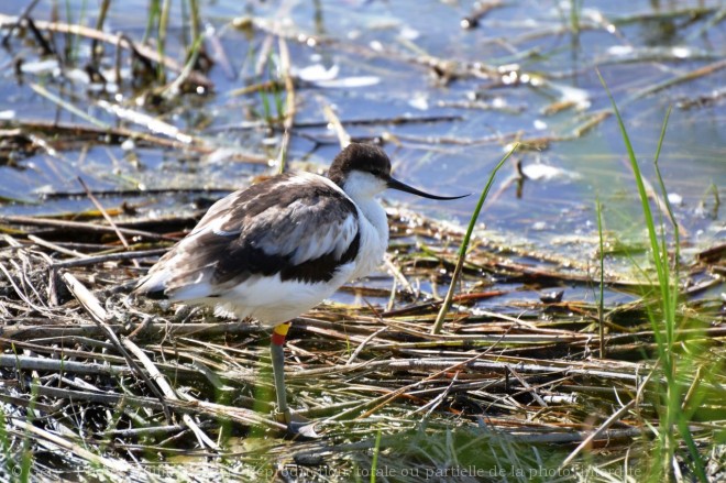 Photo d'Avocette