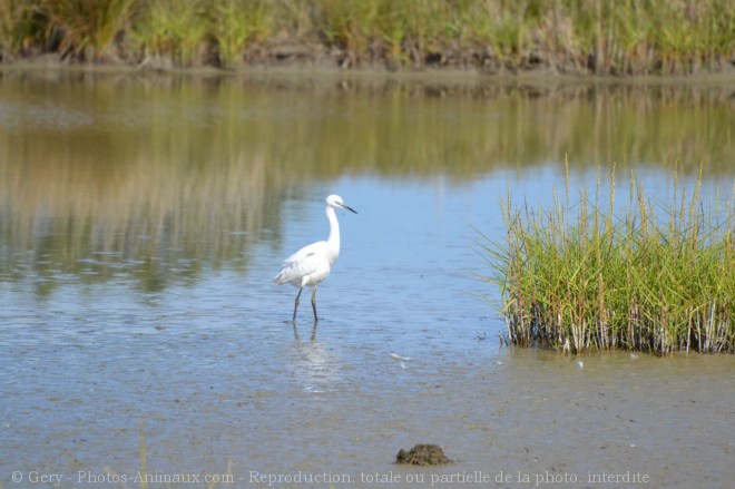 Photo d'Aigrette