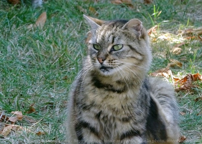 Photo de Chat domestique