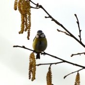 Photo de Msange bleue