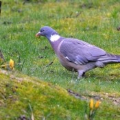 Photo de Pigeon - ramier