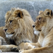 Photo de Lion