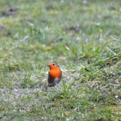 Photo de Rouge gorge