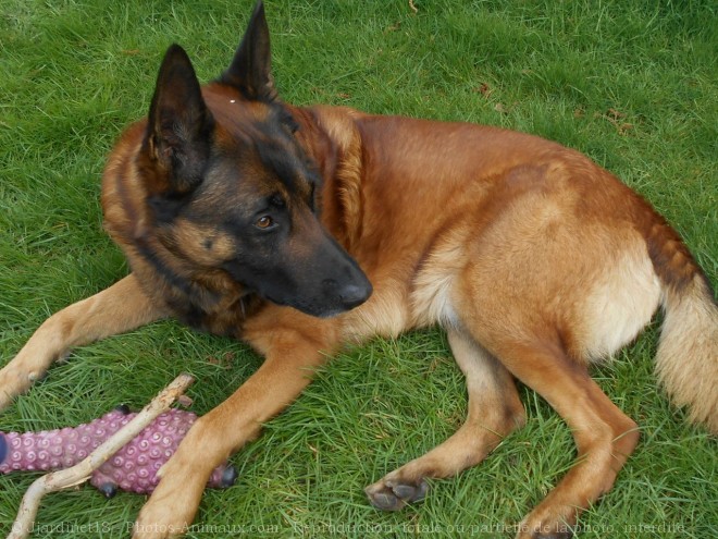 Photo de Berger belge malinois