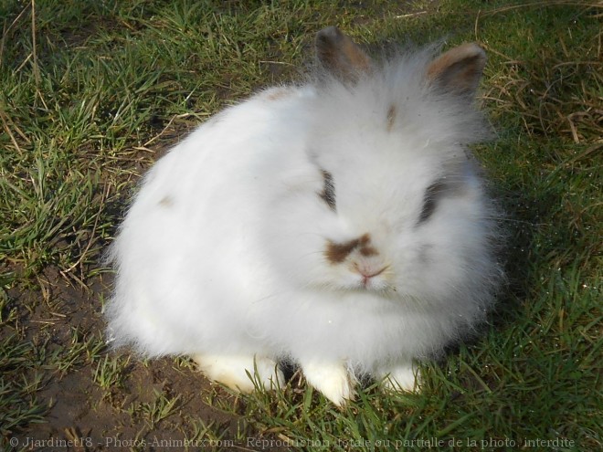 Photo de Lapin