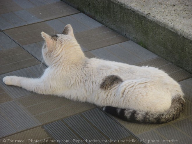 Photo de Chat domestique