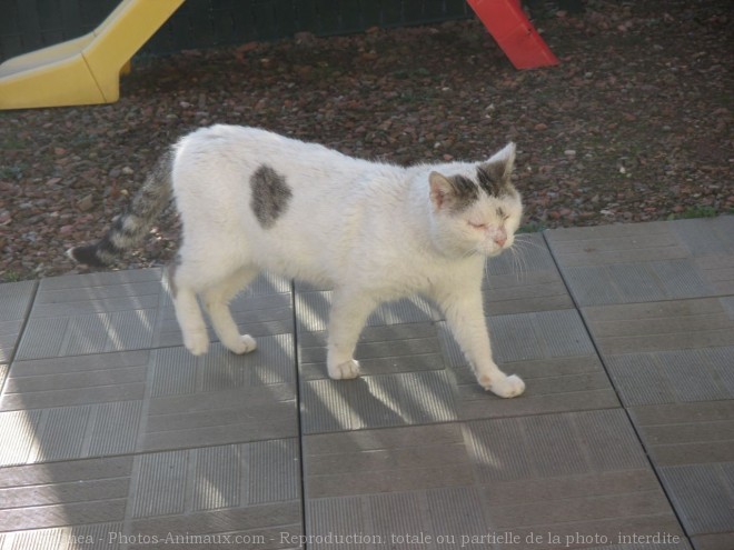 Photo de Chat domestique