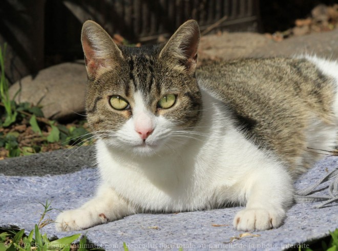 Photo de Chat domestique