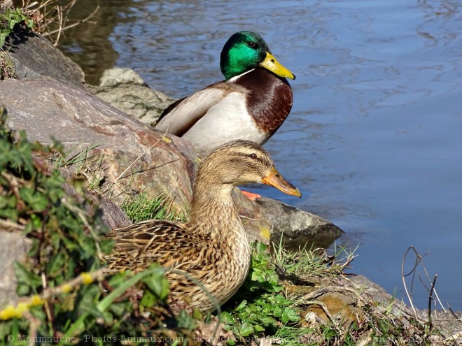 Photo de Canard colvert