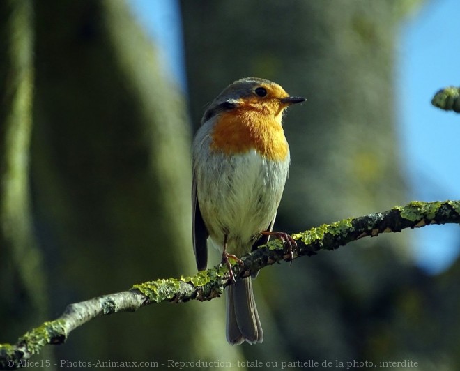 Photo de Rouge gorge