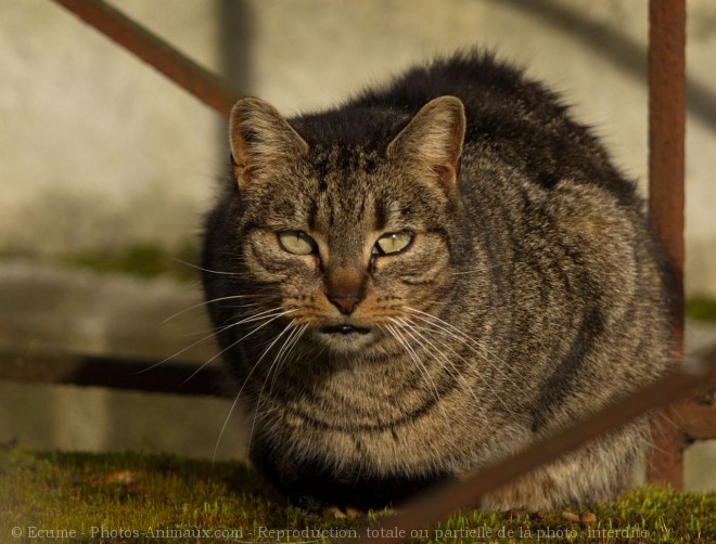 Photo de Chat domestique