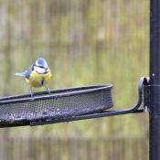 Photo de Msange bleue