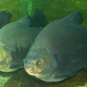 Photo de Poisson - piranha