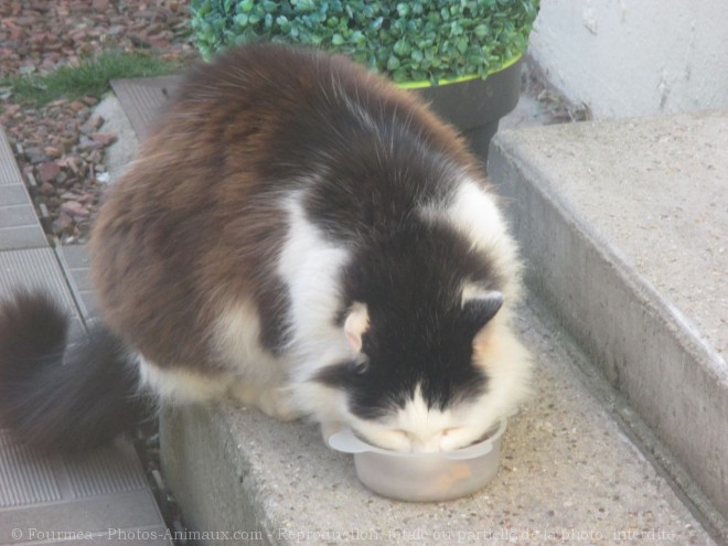 Photo de Chat domestique