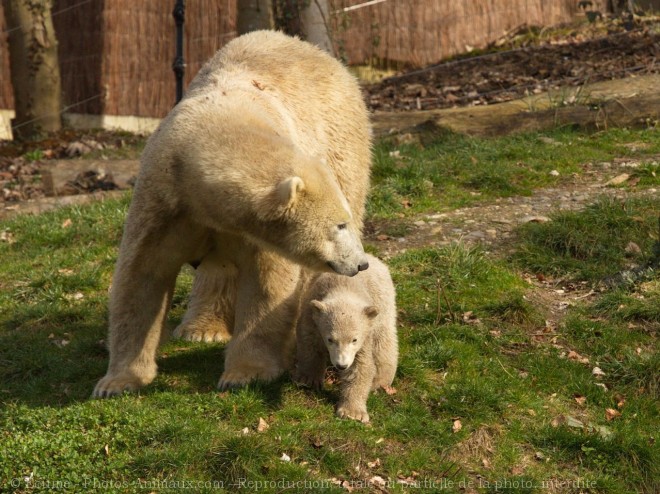 Photo d'Ours