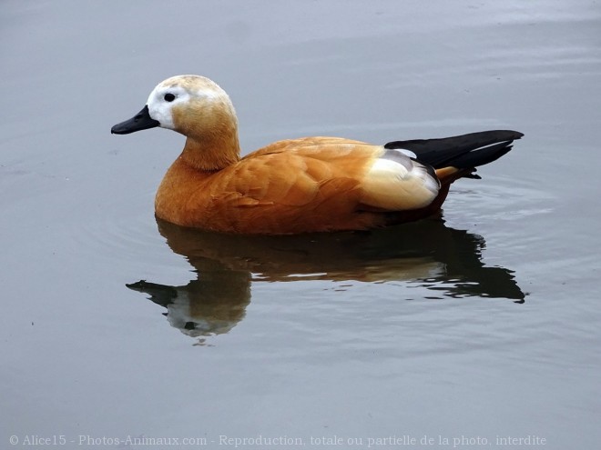 Photo de Canard tadorne casarca