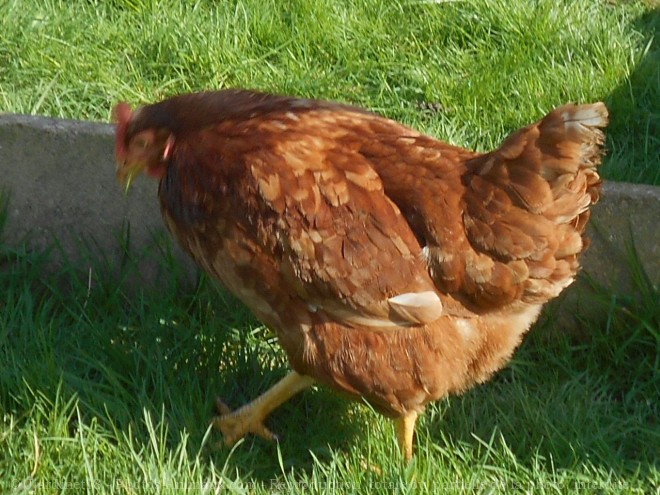 Photo de Poule