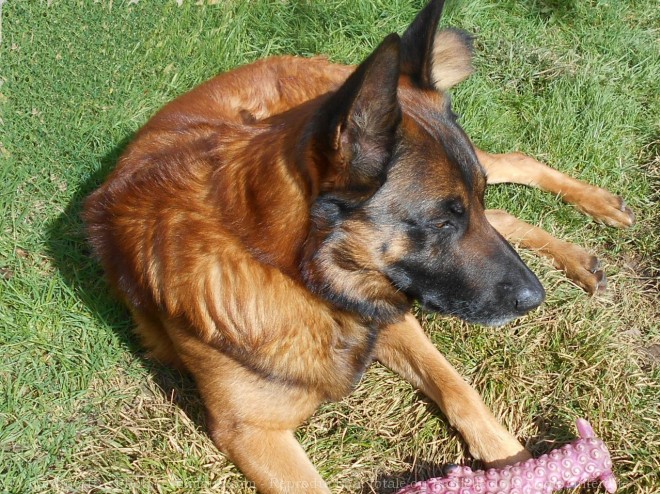 Photo de Berger belge malinois