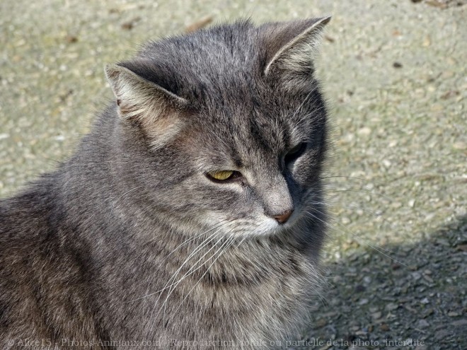 Photo de Chat domestique