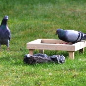 Photo de Pigeon