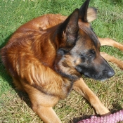 Photo de Berger belge malinois