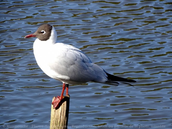 Photo de Mouette