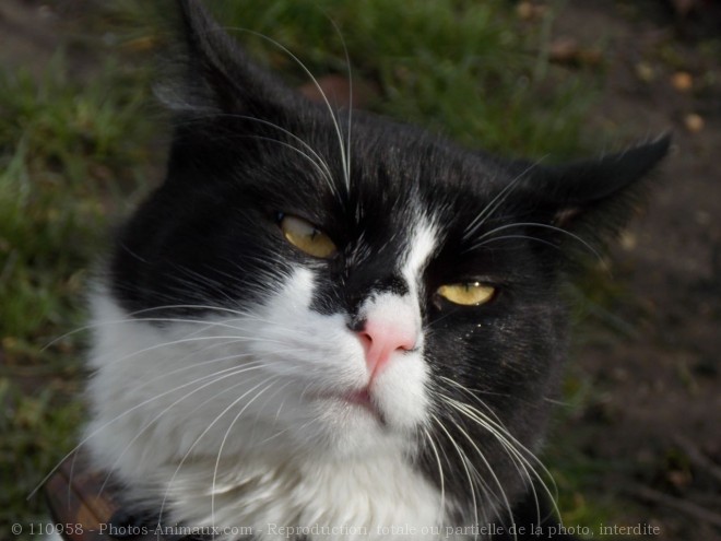 Photo de Chat domestique