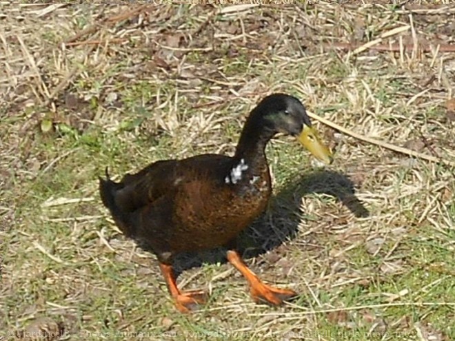 Photo de Canard