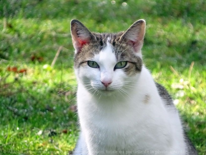 Photo de Chat domestique