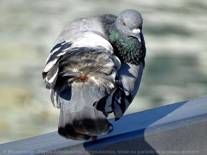 Photo de Pigeon