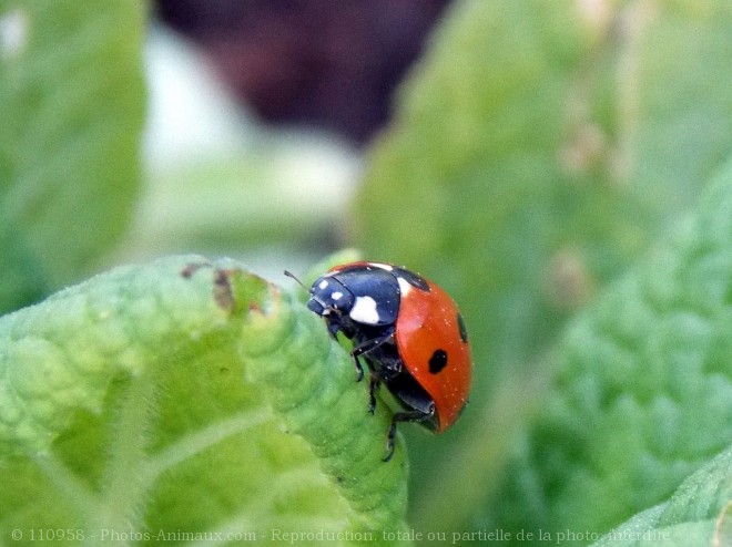 Photo de Coccinelle