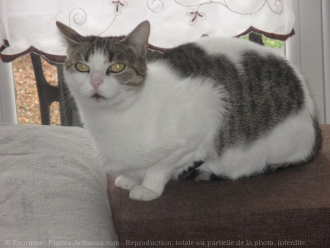 Photo de Chat domestique