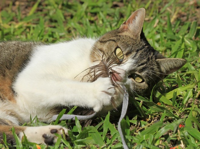 Photo de Chat domestique