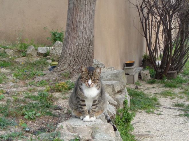 Photo de Chat domestique