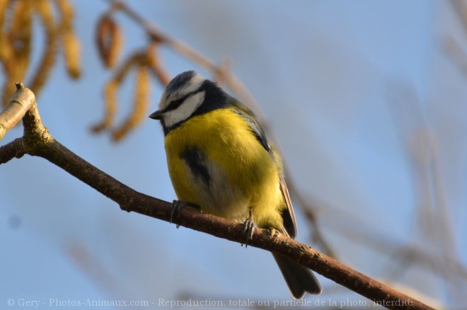 Photo de Msange bleue