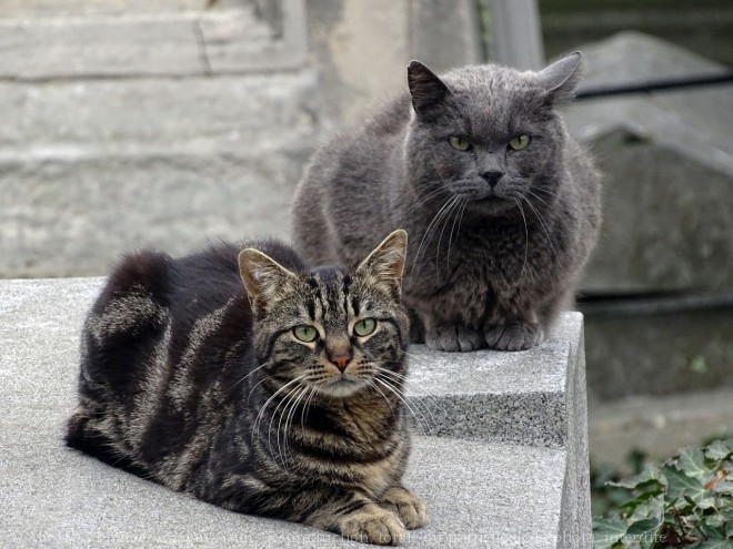 Photo de Chat domestique