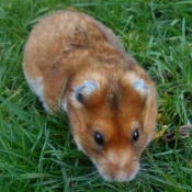 Photo de Hamster