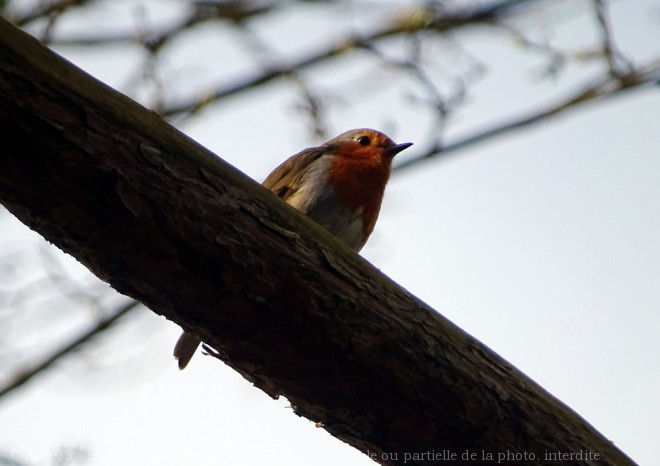 Photo de Rouge gorge