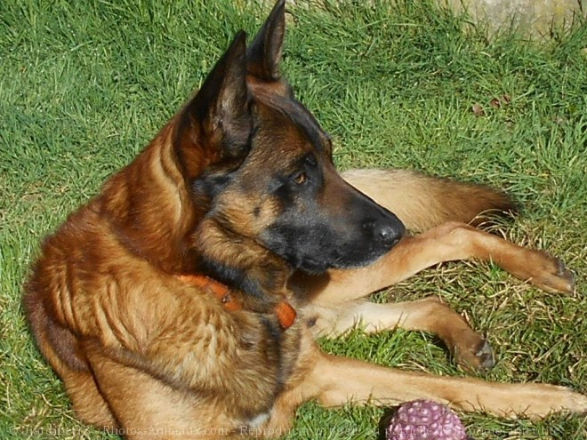 Photo de Berger belge malinois