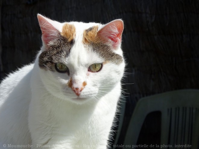 Photo de Chat domestique