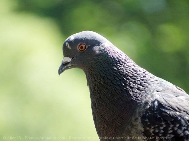 Photo de Pigeon