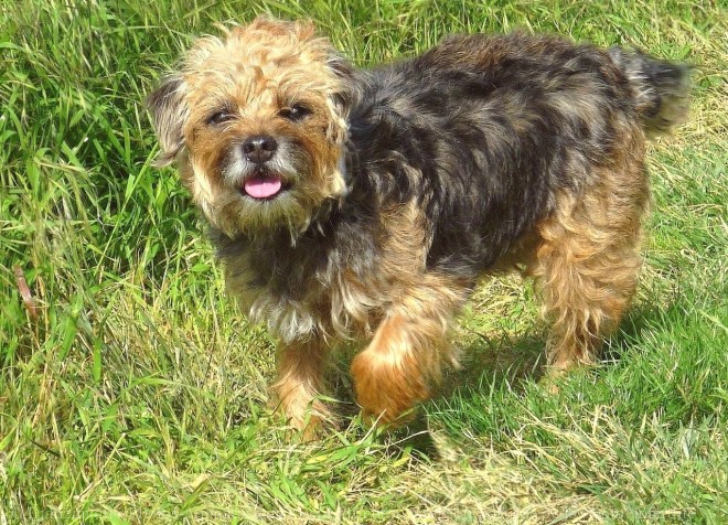 Photo de Border terrier